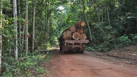 Is forest management really a tool for the conservation of tropical forests ? -Plinio Sist