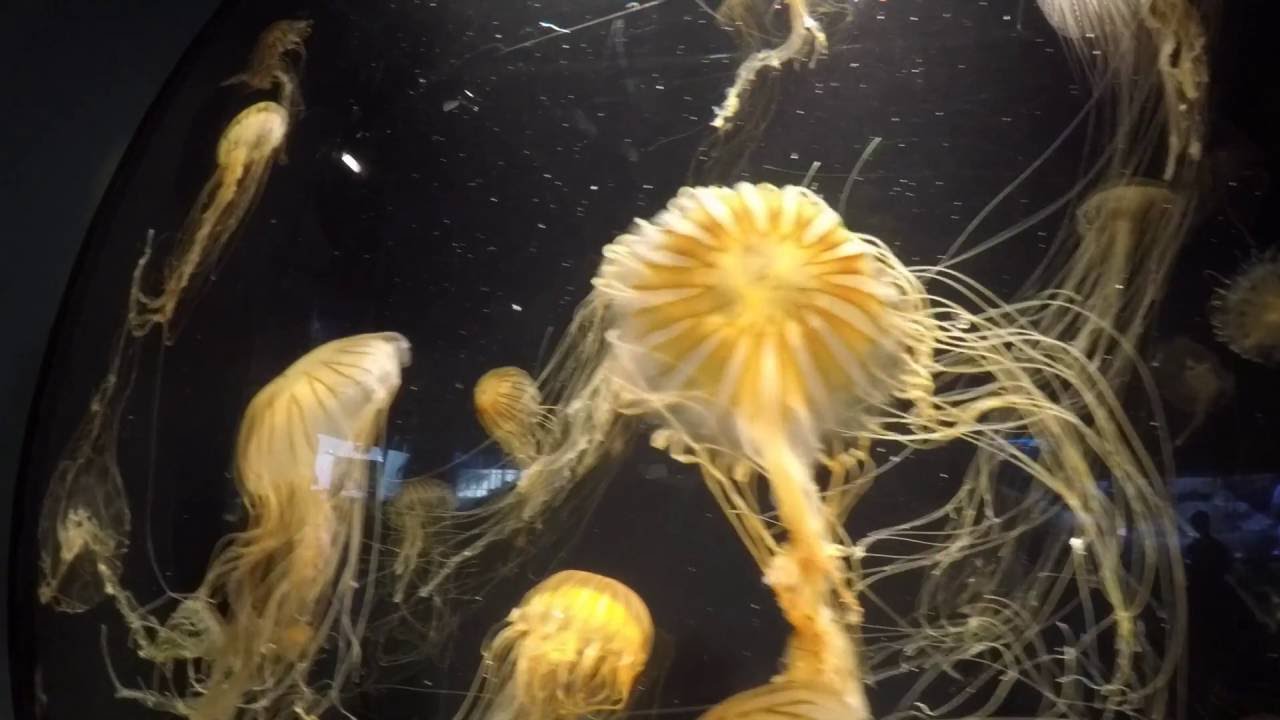 Trip to Long Beach Aquarium - YouTube