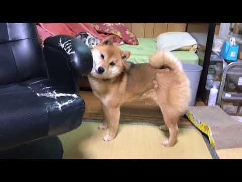 須田弘子ブリーダーからお迎えした柴犬：咲貴ちゃん