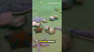 Ты не знал, как ест морская звезда?! #интересно #shorts #биология #удивительныефакты #шортс #океан