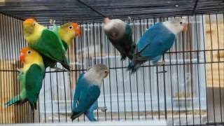 Download Lagu MASTERAN SUARA LOVEBIRD LENGKAP PANJANG CILILIN GEREJA TENGKEK