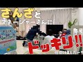 さんざ登場!!マネージャーにドッキリかけろ!!