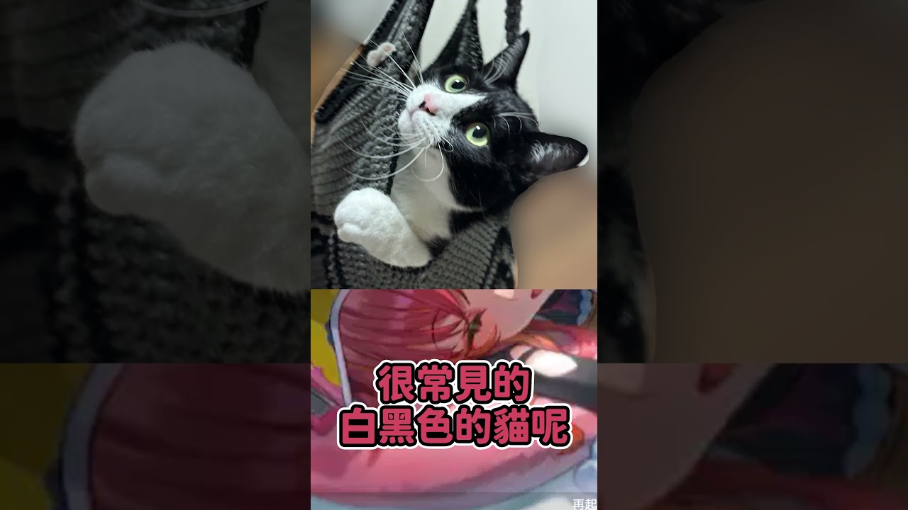 つな的キャス超近手機語音 ! #vspo中文 #vspo精華 #vtuber中文 #vtuber精華 #猫汰つな