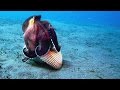 A Sneaky Coconut Octopus Uses Tools to Snatch a Crab 🦀