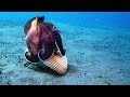 Coconut Octopus Behavior and Intelligence