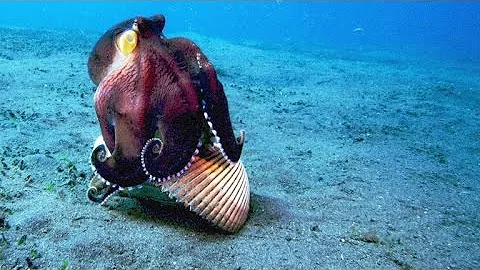 A Sneaky Coconut Octopus Uses Tools to Snatch a Crab 🦀