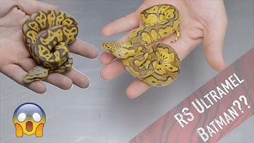 The BEST Gene to ADD Into Your Ultramel Clown Project! || RS Ultramel Clown