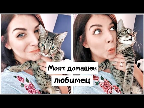 Видео: Молекулярно откриване на Anaplasma Bovis, Ehrlichia Canis и Hepatozoon Felis при котки от Луанда, Ангола