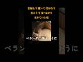 引越しで置いて行かれて 生ゴミを食べながら 生きていた猫② 【保護猫】【元野良猫】 【元捨て猫】 #猫 #cat #保護猫活動 #保護猫 #子猫 #野良猫 #catrescue #rescuecat