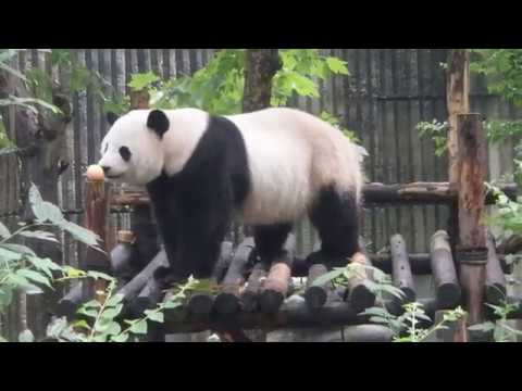 Yang Bang @Chengdu Panda Base Jul. 24, 2019 陽浜おやつさんここにいたのね