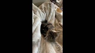 Bengal kittens 5 weeks old