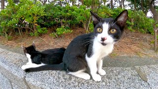 ハチワレ子猫兄弟が草むらからモフられに出てきた