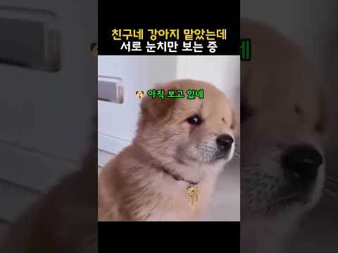 친구네 강아지 맡았는데 서로 눈치만 보는 중 thumbnail