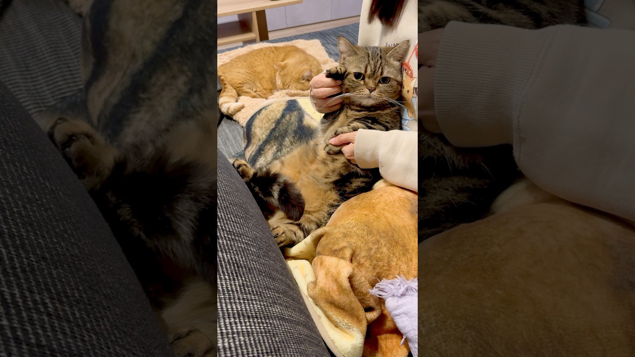 レゼダンスの練習に付き合わされる猫【IRIS OUT】#chainsawman #レゼダンス