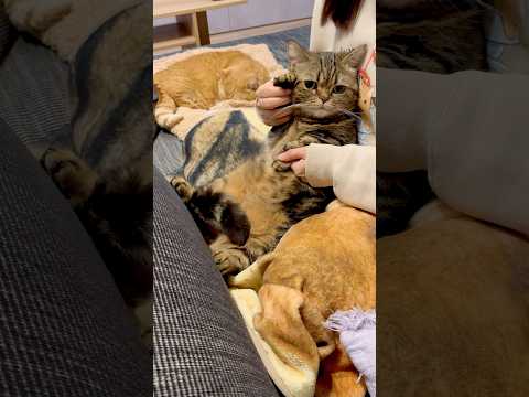 レゼダンスの練習に付き合わされる猫【IRIS OUT】#chainsawman #レゼダンス