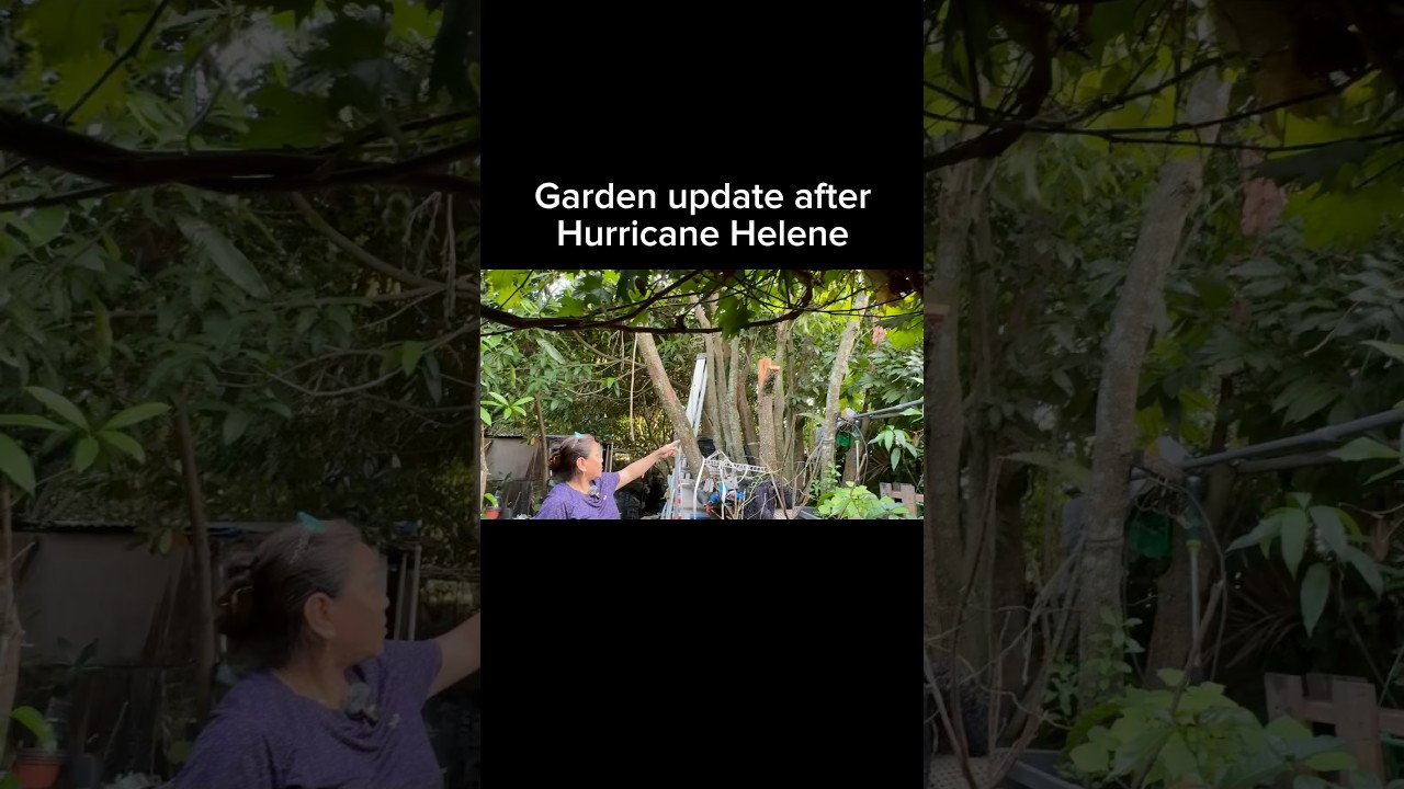 Quick clips of the garden after experiencing Hurricane Helene 