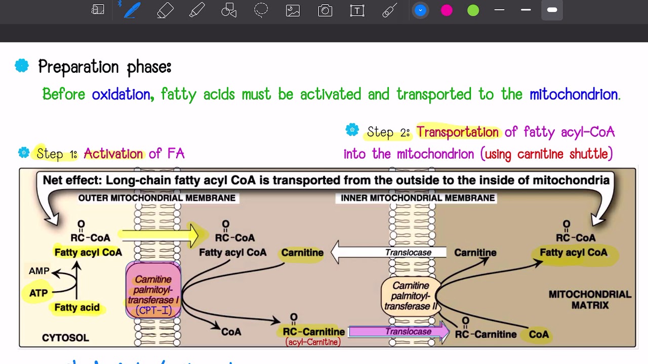 Lipid metabolism part 2/3