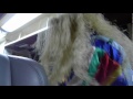 The Sacra Dance in Peru Rail