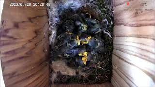 20 May PM 2023 livestream  - 11 chicks -  hatching started on 8th May 2023.