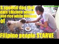 A DOG that Eats Delicious Chicken Adobo While Millions of Filipino People are in HUNGER. Philippines