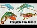 Complete Panther Chameleon Care Guide