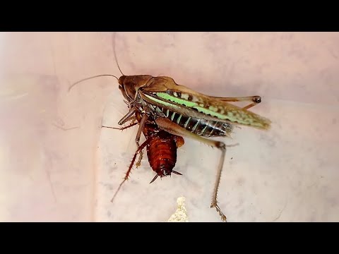 Кузнечик в погоне за тараканом. Katydid in pursuit of a cockroach.