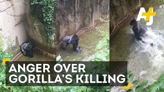 Gorilla Killed After 4-Year-Old Falls Into Enclosure screenshot 3