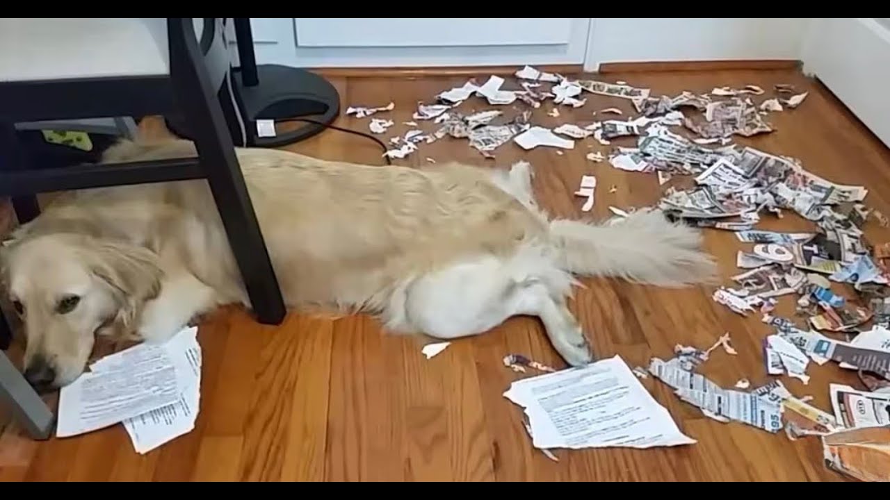 Полная подборка видео Guilty Dogs😂