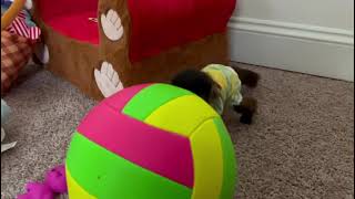 Baby Romeo enjoying his toys by ZWF MIAMI 711 views 1 year ago 29 seconds