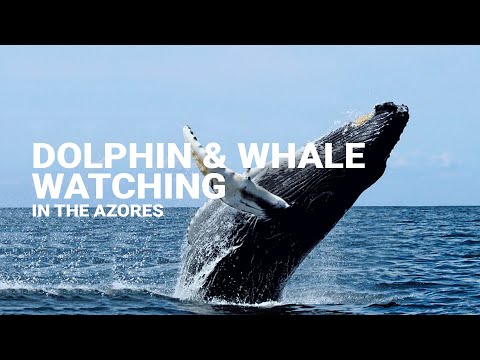 Dolphin and whale