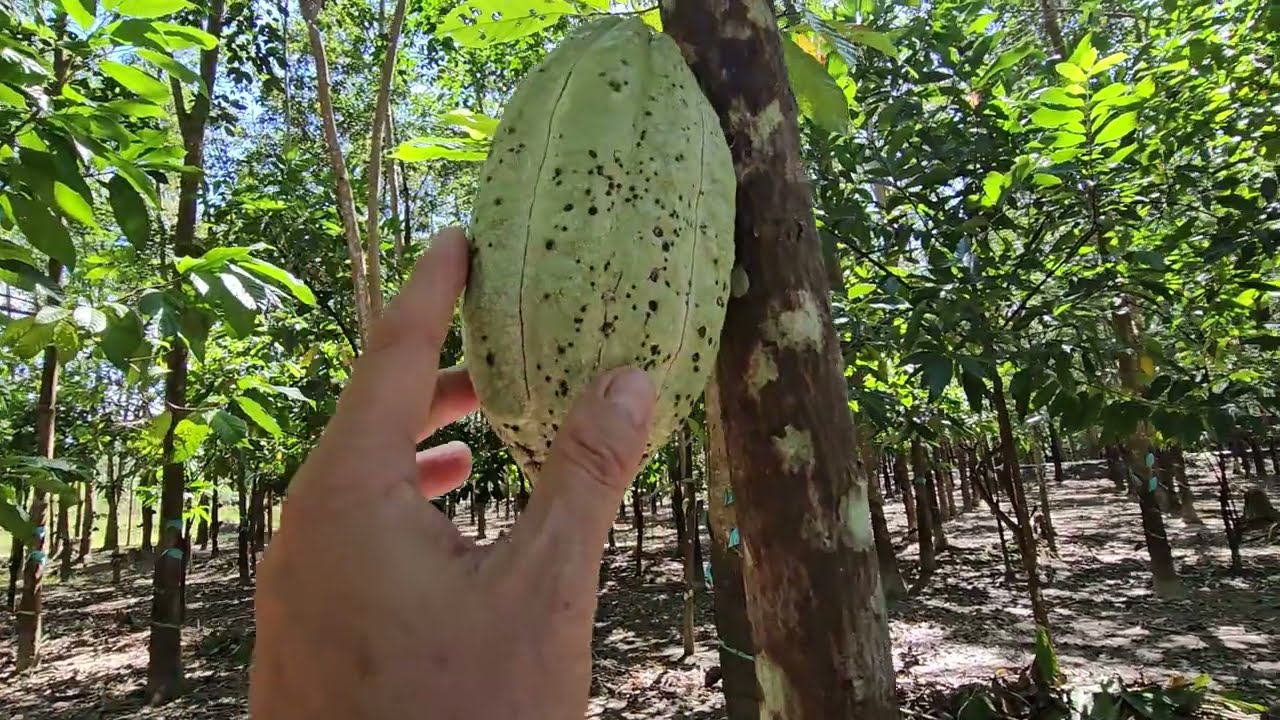 HÃY TRỒNG XEN CA CAO VÀO VƯỜN ĐIỀU & CAO SU RIU 4: 0918 456 457 - 0375 456 457