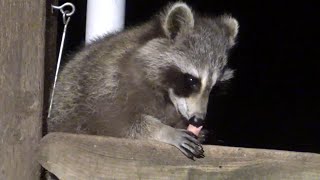 Thursday May 16, 2024 - Our Winter Baby "AGNES" and other members of our raccoon family come tonight