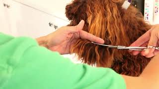 Tips on Grooming the Ears by Royal Diamond Labradoodles 1,023 views 2 years ago 8 minutes, 57 seconds