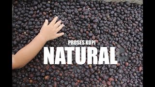 Natural Coffee Process (FULL)
