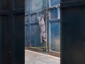 Proof cats are ninjas! 🐾 They live for treats, but they own our hearts! ❤️🥷 #cat #funny #ninja #cats