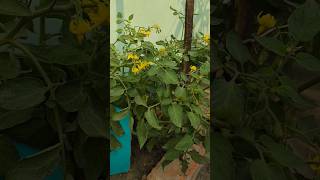 টমেটো গাছে প্রচুর ফুল ও ফল 🍅#shorts  #nature #garden