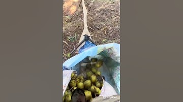 Cách Trung Quốc vận chuyển trái cây bằng cách này trên đồi núi cao xuống rất là tiện