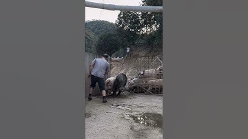 Fantastic Open Gate Pig Feed #enjoyrurallife #naturerurallife #rurallife #mycountrylife #pigfeed