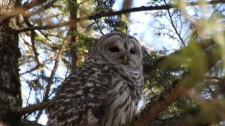 Barred Owls Having A Chat
