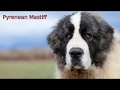 Pyrenean Mastiff - large size dog breed の動画、YouTube動画。