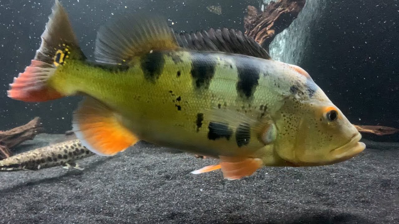 Peacock Bass