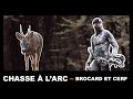 Chasse a larc fr  cerfs et brocards  2020  bowhunting