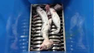 ORGANICS SHREDDING: Fish Heads and Waste (D)