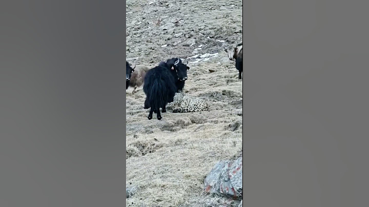 💥高原雪豹猎捕小牦牛！Plateau snow leopard hunting little yak  #animal 【跟着图尔去旅行】