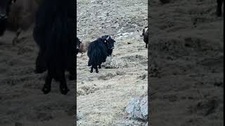 💥高原雪豹猎捕小牦牛！Plateau Snow Leopard Hunting Little Yak  #Animal 【跟着图尔去旅行】