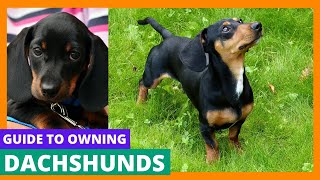 Dachshunds by All About Animals 36 views 1 year ago 27 minutes