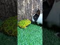 Lucunya Katak dan Kelinci 🐸🐇 #Viral
