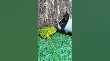 Katak dan kelinci sangat lucu #viral #viralvideo #funny #video #hewan #shorts #short