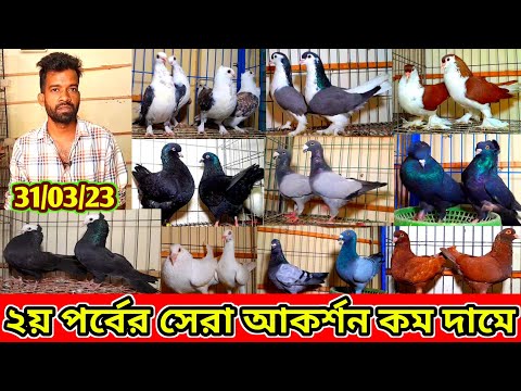 মাত্র ১২০০ টাকায় ২ জোরা সাটিন সহ কম দামে ফেন্সি কবুতর বিক্রি করা হবে