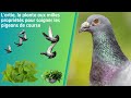 Lortie la plante aux milles proprits pour soigner les pigeons de course
